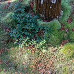 Kyoto 2019, Saiho-Ji or Kokedera. The moss temple
